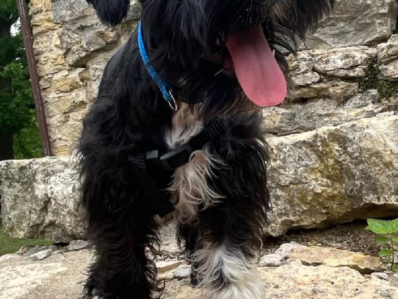 Will My Dog Go To&nbsp;Heaven?