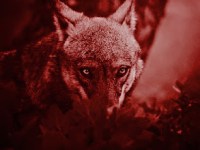 The Beasts Of The&nbsp;Field